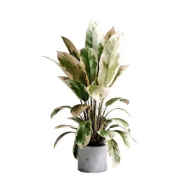 Benjamin Plant indoor plant set concrete old vase